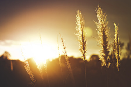closeup photography of brown grass during golden hour thumbnail