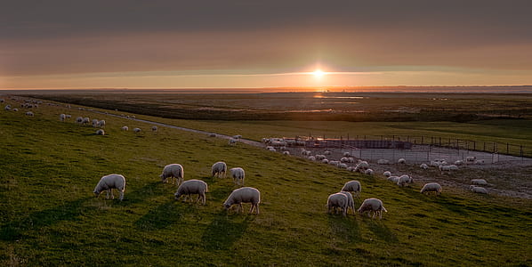 herd of white sheep on green grass field under grey clouds during golden hour thumbnail
