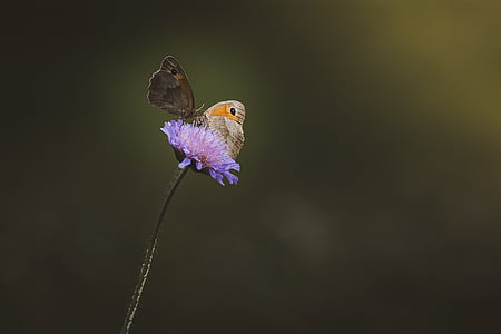two brown and beige butterflies perched on purple scabiosa flower thumbnail
