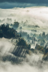 green trees with fog thumbnail