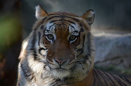 tiger lying on ground thumbnail