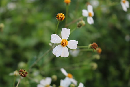 macro shot photo of white flowers thumbnail