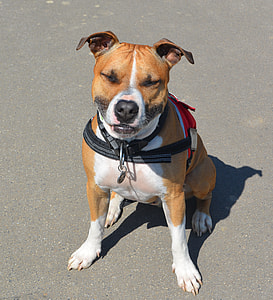 American Staffordshire Terrier, Amstaff thumbnail