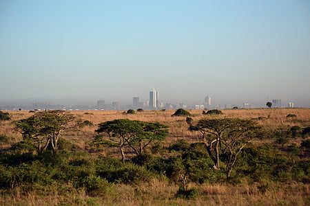 landscape photography of savanna thumbnail
