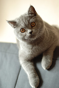shallow focus photography of gray cat thumbnail