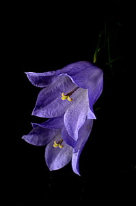 purple campanula flowers thumbnail