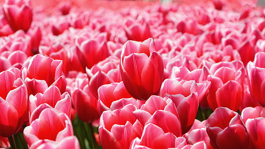 field of red tulip flowers thumbnail