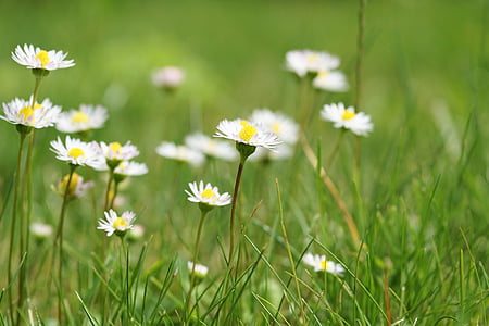 photography of white Daisy flowers thumbnail