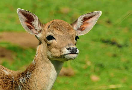 selective focus photography of deer thumbnail