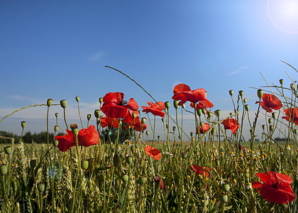 red petal flower field under blue sky thumbnail