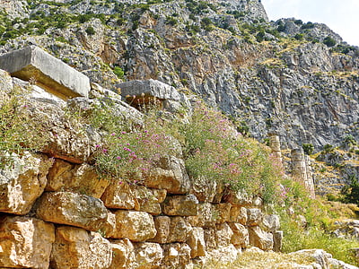 purple petaled flowers near gray boulders thumbnail