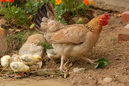 hen with chicks near flowers thumbnail