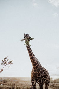 giraffe eating green plants thumbnail