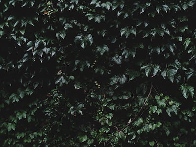 green leafed plant thumbnail