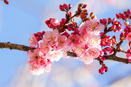 cherry blossom in macro shot photography thumbnail