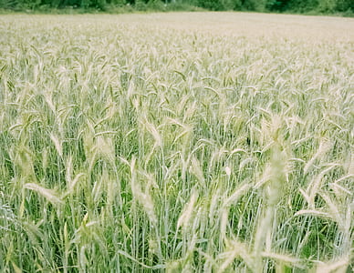 shallow focus photography of wheat field thumbnail