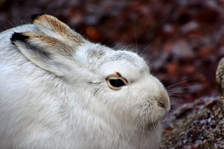 selective focus of rabbit thumbnail
