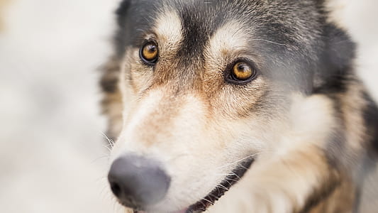 closeup photography of black and tan Czechoslovakian wolf dog thumbnail
