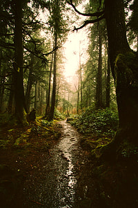 pathway between green leaf trees thumbnail
