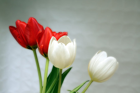 two white and red tulip flowers thumbnail