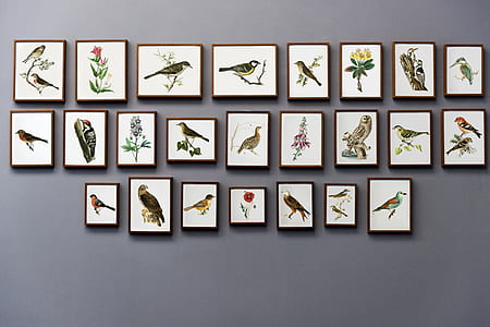 assorted birds paintings with black wooden frames thumbnail