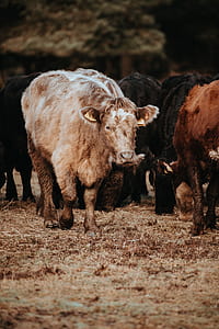 white and black cows thumbnail