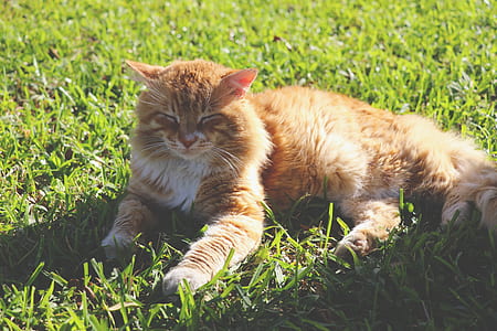 cat, grass, wild cat, feline, pet, animal thumbnail