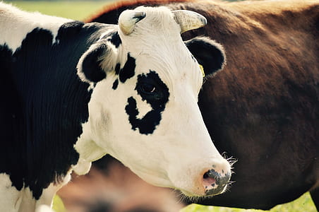 white and black cattle thumbnail