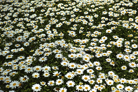 white daisy field thumbnail