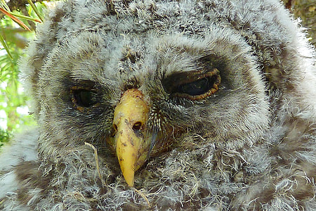 brown owl perched on tree during daytime thumbnail