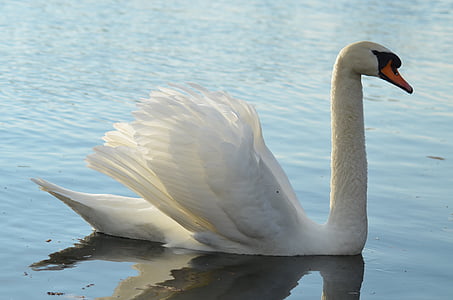 white goose floating on water thumbnail