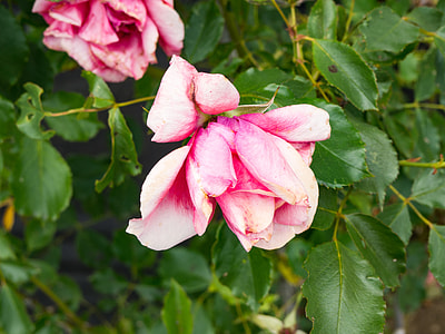 pink rose flower in close-up photography thumbnail