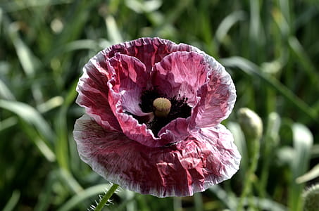 Selective Focus Photography of Red Poppy Flower thumbnail
