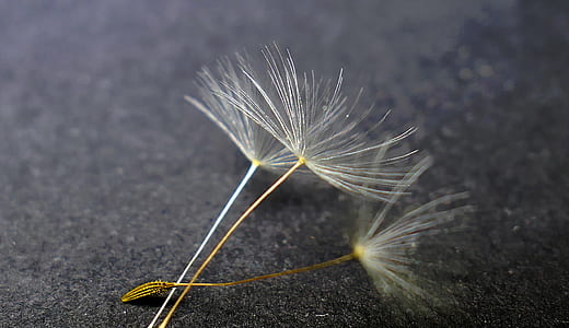 selective focus photography of flowers on black surface thumbnail