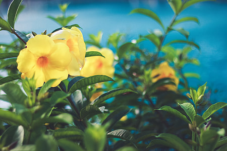 three yellow bell flowers in front of blue body of water thumbnail