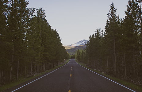 landscape photography of road between tall trees thumbnail