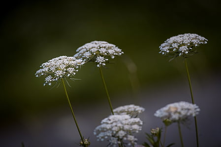 white flowers shallow focus photography thumbnail