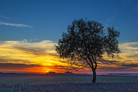 lone tree photo thumbnail