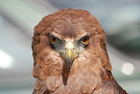 close photography of brown falcon thumbnail