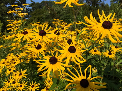 bed of black-eyed susan thumbnail