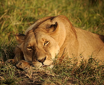 wildlife photography of laying lioness on ground thumbnail
