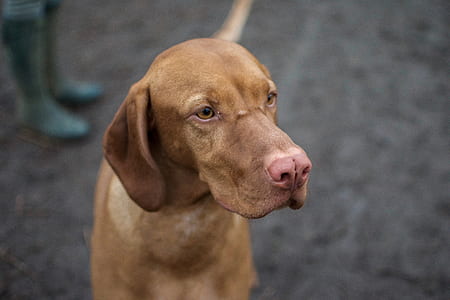 adult brown brown Vizsla thumbnail