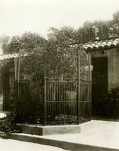 First Navel orange tree in California replanted here by President Theodore Roosevelt thumbnail