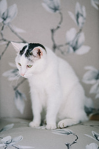Portraits of white sad cat thumbnail