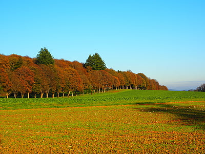 panorama photography of red and green trees under blue sky during daytime thumbnail