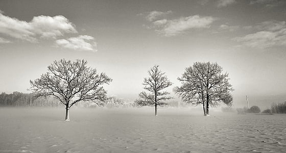 three withered trees on sand field thumbnail