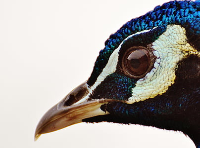 closeup photo of black and beige bird thumbnail