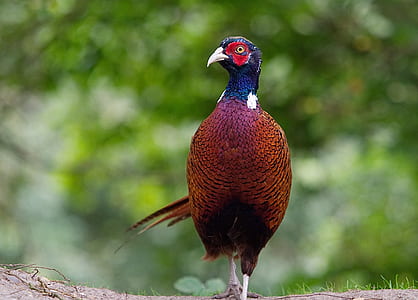 selective focus photo of ring-necked pheasant thumbnail