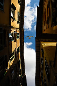 light, city, sky, bird thumbnail