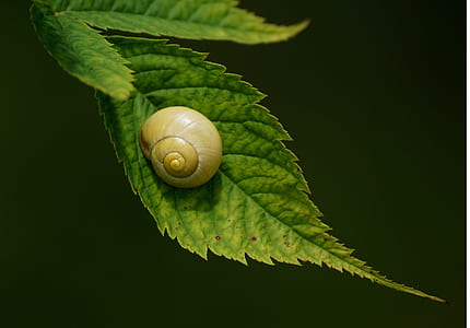 beige snail on green leaf thumbnail